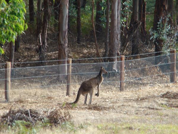 Clover Cottage Country Retreat Manjimup Exterior foto